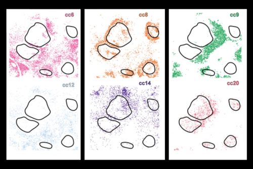 CellLENS – hệ thống AI mới phát hiện các nhóm tế bào ẩn